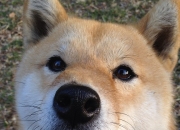 九游娱乐网站-北境冰封，王刃破寒，伦纳德硬仗之王本色，猛龙加时险胜吉林猛虎