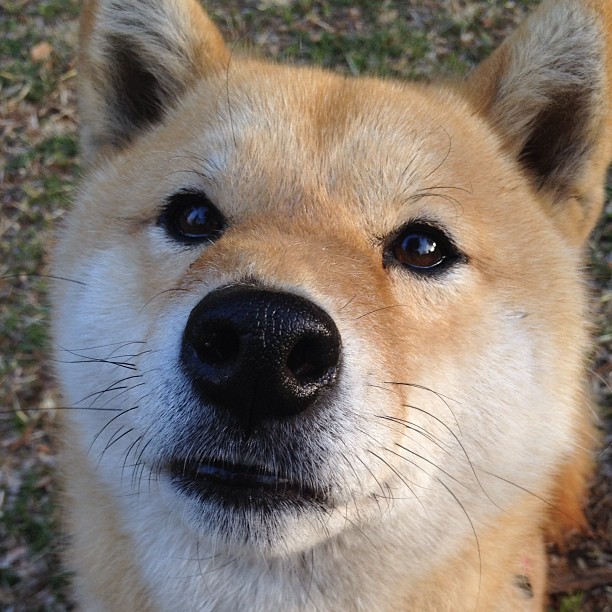 北境冰封，王刃破寒，伦纳德硬仗之王本色，猛龙加时险胜吉林猛虎